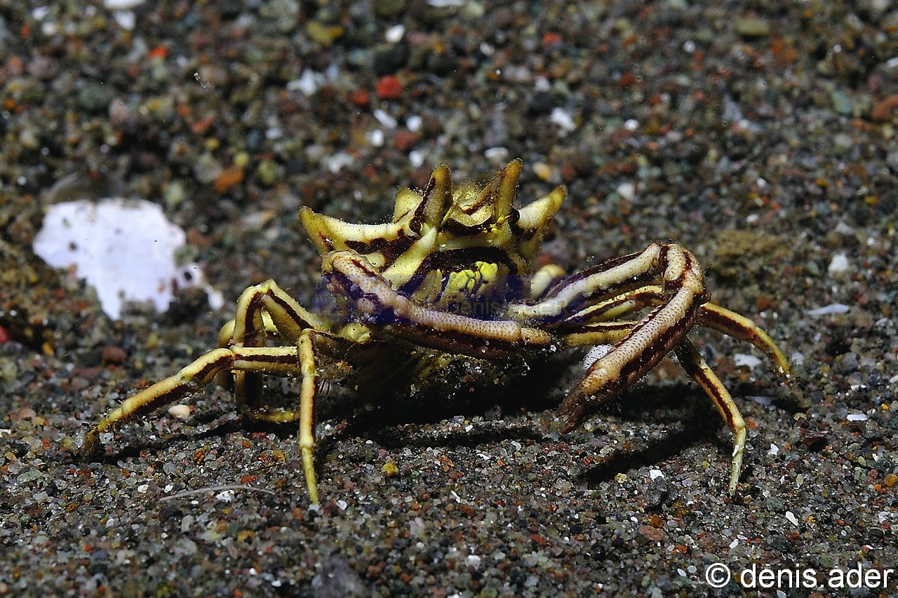 Harrovia elegans Crabe des comatules-Komodo Rino-9m-20160807-Denis-ADER-DSC_0757_tn.jpg